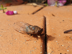 Birrima varians