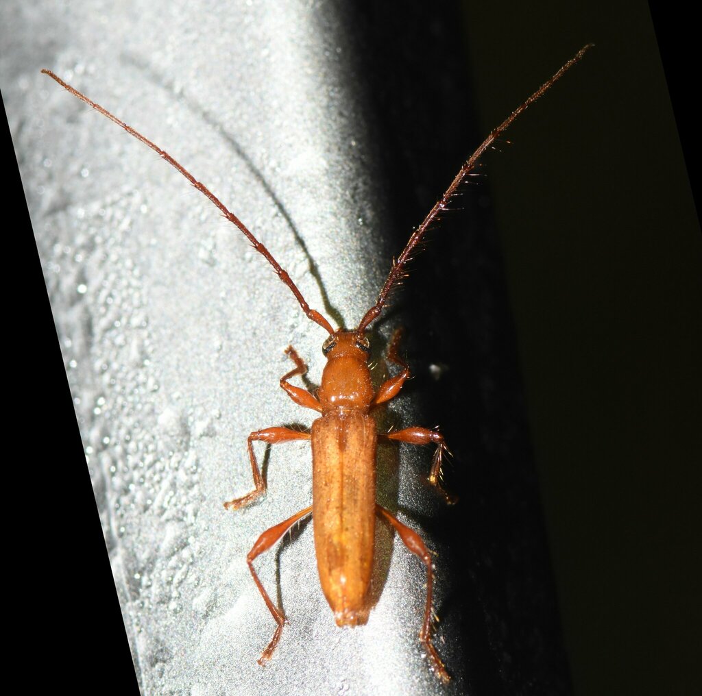 Stizocera floridana