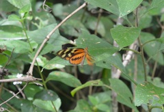 Mechanitis lysimnia utemaia