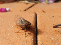 Birrima varians
