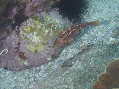 Notolabrus gymnogenis