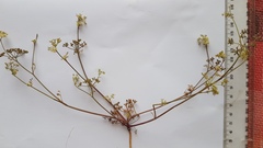 Dasispermum hispidum