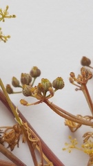Dasispermum hispidum