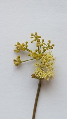 Dasispermum hispidum