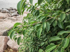 Ficus benjamina