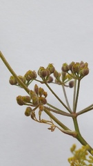 Dasispermum hispidum