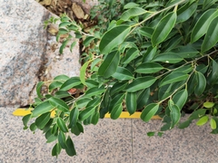 Ficus benjamina