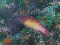 Bodianus dictynna