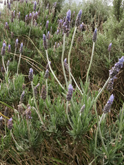 Lavandula dentata