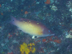 Bodianus dictynna