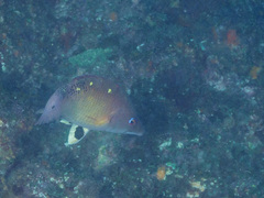 Bodianus dictynna