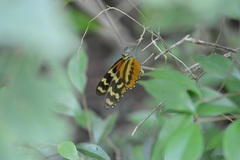 Mechanitis polymnia lycidice