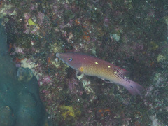Bodianus dictynna