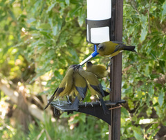 Anthornis melanura