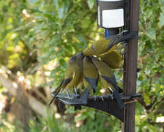 Anthornis melanura