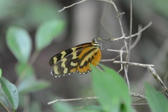 Mechanitis polymnia lycidice