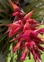 Tillandsia geminiflora
