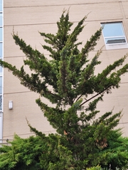 Juniperus virginiana virginiana