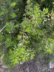 Cyanothamnus anemonifolius variabilis