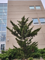 Juniperus virginiana virginiana