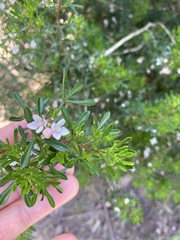 Cyanothamnus anemonifolius variabilis