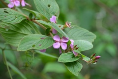 Heterocentron muricatum