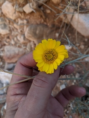 Baileya multiradiata