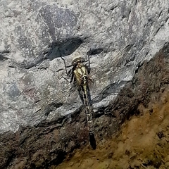 Neogomphus