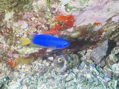 Pomacentrus coelestis