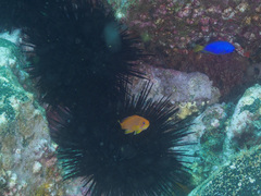 Pomacentrus coelestis