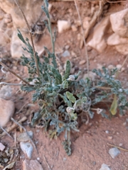 Baileya multiradiata