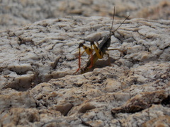 Boopedon flaviventris