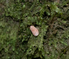 Coelostomidia zealandica
