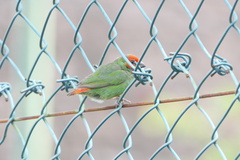 Erythrura pealii