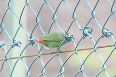 Erythrura pealii