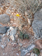 Baileya multiradiata