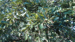 Quercus deserticola