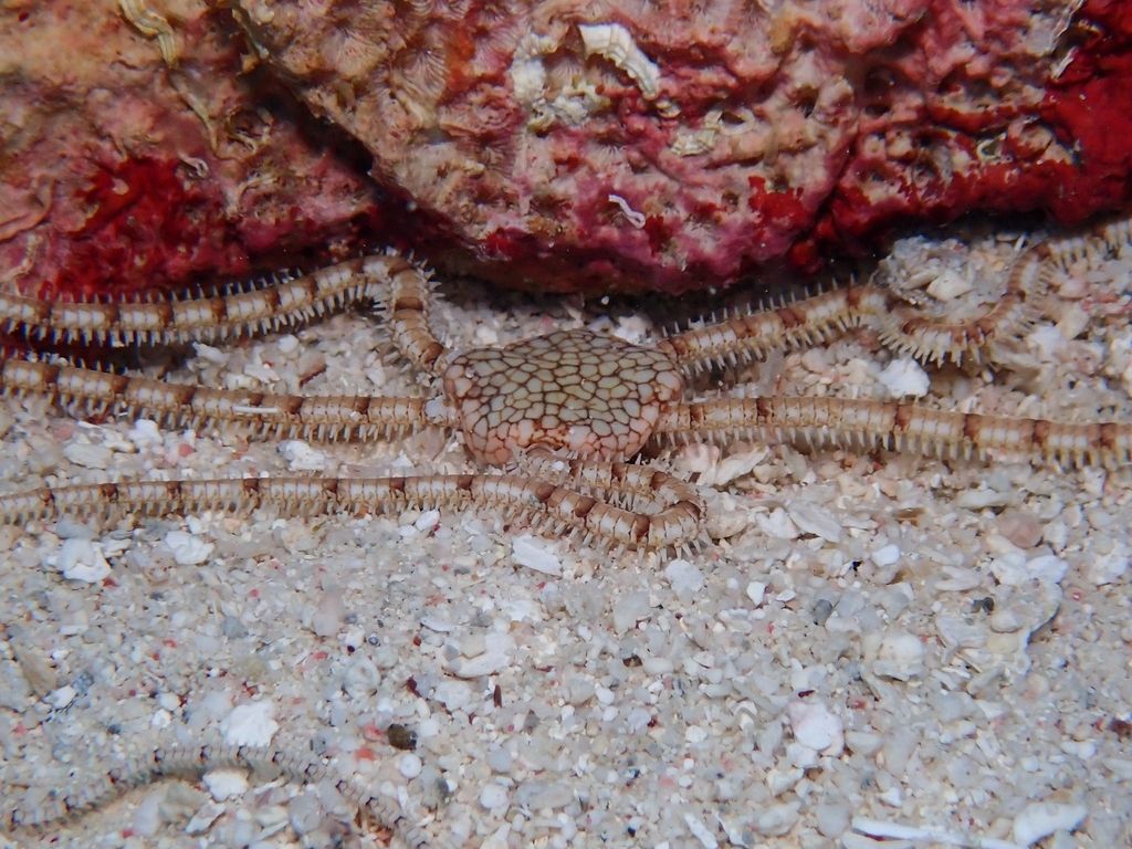 Reticulated Brittle Star