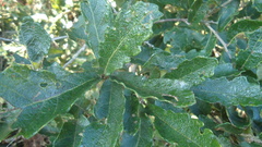Quercus deserticola