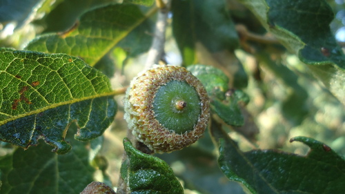 Quercus deserticola