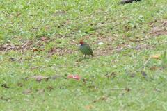 Erythrura pealii