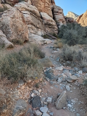Baileya multiradiata