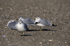 Larus delawarensis