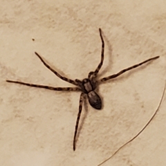 Philodromus