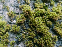 Nyholmiella obtusifolia