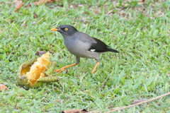 Acridotheres fuscus