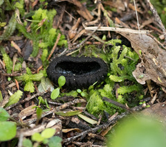 Plectania rhytidia