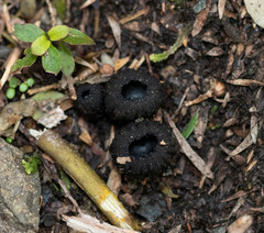 Plectania rhytidia