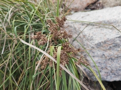 Cyperus javanicus