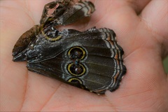 Morpho helenor octavia